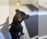 Small #3 Labrador Retriever Mix