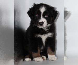 Australian Shepherd Puppy for sale in BROOKER, FL, USA