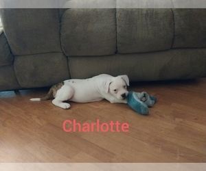 American Bulldog Puppy for sale in BLACKSBURG, SC, USA