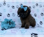 Small #7 Shih-Poo