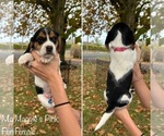 Puppy Maggies Pink Beagle