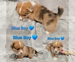 Small #1 American Corgi
