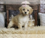 Puppy Champange F1B Australian Shepherd