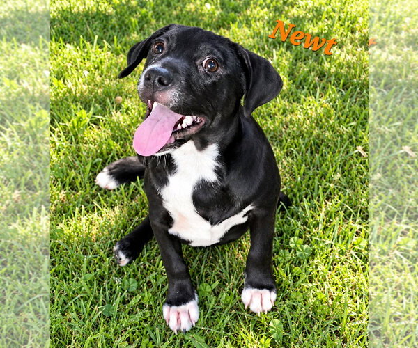 Medium Photo #1 Labbe Puppy For Sale in Southbury, CT, USA