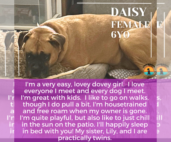 Medium Photo #1 Boxer Puppy For Sale in Woodbury, MN, USA