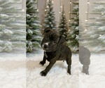 Small Photo #9 American Staffordshire Terrier-Unknown Mix Puppy For Sale in Holly Springs, NC, USA