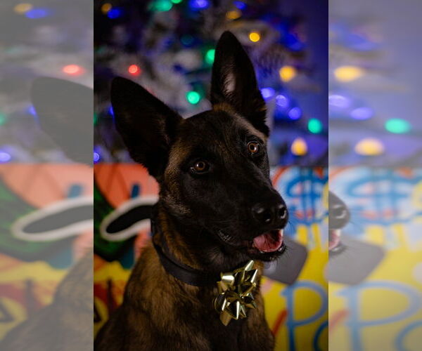 Medium Photo #9 Mutt Puppy For Sale in Imlay City, MI, USA