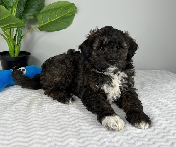 Medium Photo #3 Aussiedoodle Miniature  Puppy For Sale in FRANKLIN, IN, USA