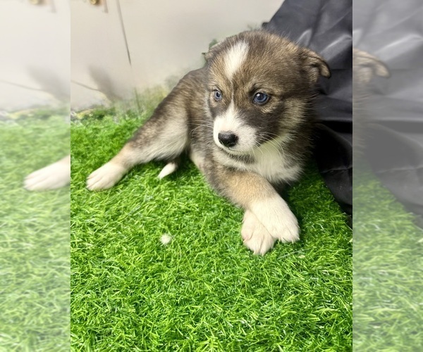 Medium Photo #8 Pomsky-Shiba Inu Mix Puppy For Sale in NASHUA, NH, USA