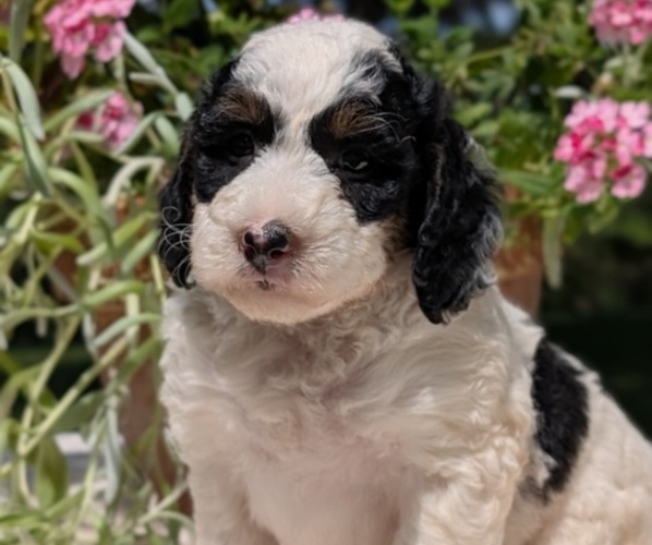 Medium Photo #103 Miniature Bernedoodle Puppy For Sale in GOSHEN, IN, USA