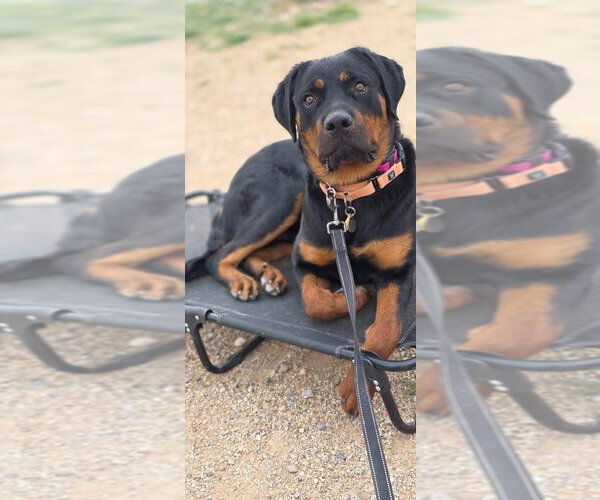 Medium Photo #15 Rottweiler Puppy For Sale in Gilbert, AZ, USA