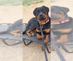 Small #14 Rottweiler