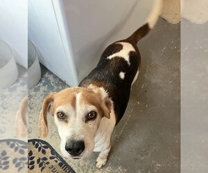 Beagle Dogs for adoption in Berlin, MD, USA