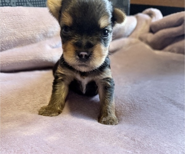 Medium Photo #3 Yorkshire Terrier Puppy For Sale in PETERSBURG, IN, USA