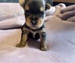 Small #2 Yorkshire Terrier