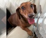 Small #2 Dachshund