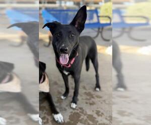 Australian Shepherd-Unknown Mix Dogs for adoption in Chula Vista, CA, USA