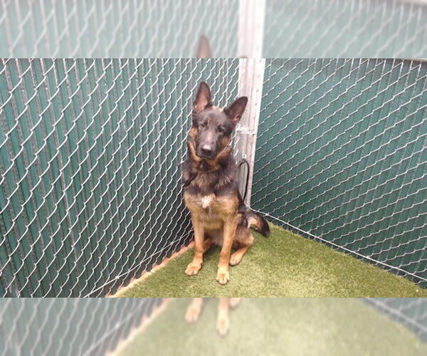Medium Photo #1 German Shepherd Dog Puppy For Sale in Downey, CA, USA