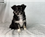 Small Photo #13 Chihuahua Puppy For Sale in BEAUMONT, TX, USA