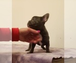 Small Photo #5 French Bulldog Puppy For Sale in FLORENCE, OR, USA