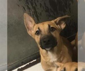 Mutt Dogs for adoption in Conroe, TX, USA