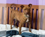 Small #1 Mutt
