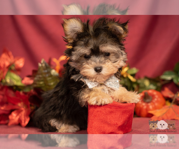 Medium Photo #8 Morkie Puppy For Sale in SAFFORD, AZ, USA