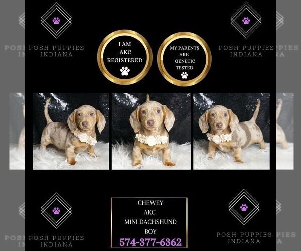 Medium Photo #1 Dachshund Puppy For Sale in WARSAW, IN, USA