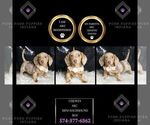 Small Photo #1 Dachshund Puppy For Sale in WARSAW, IN, USA