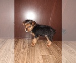 Small Photo #7 YorkiePoo Puppy For Sale in LAPEER, MI, USA