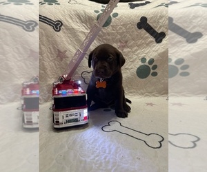 Labrador Retriever Puppy for sale in WEBSTER, FL, USA