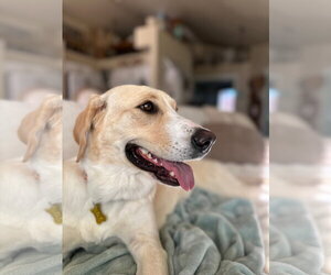 Tula - Female Labrador Retriever-Unknown Mix Dog for Adoption - Photo #2