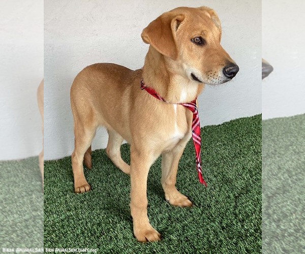 Medium Photo #6 Carolina Dog-Labrador Retriever Mix Puppy For Sale in San Diego, CA, USA