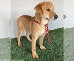 Small #5 Carolina Dog-Labrador Retriever Mix