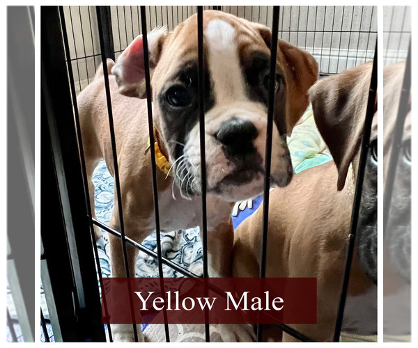 Medium Photo #20 Boxer Puppy For Sale in CITRUS HEIGHTS, CA, USA