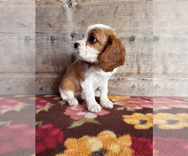 Medium Photo #14 Cavalier King Charles Spaniel Puppy For Sale in VERMONTVILLE, MI, USA