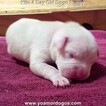 Small Photo #140 Dogo Argentino Puppy For Sale in JANE, MO, USA