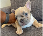 Small Photo #15 French Bulldog Puppy For Sale in SMYRNA, GA, USA