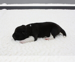 Puppy RAVEN Akita
