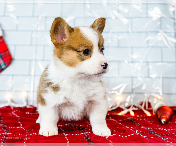 Medium Photo #36 Cardigan Welsh Corgi Puppy For Sale in WAKARUSA, IN, USA