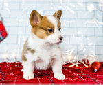 Small Photo #36 Cardigan Welsh Corgi Puppy For Sale in WAKARUSA, IN, USA