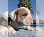 Small Photo #1 Bulldog Puppy For Sale in MONTCLAIR, CA, USA