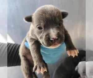 American Staffordshire Terrier-Unknown Mix Dogs for adoption in San Antonio, TX, USA