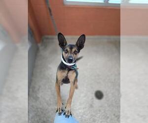 Miniature Pinscher Dogs for adoption in Pueblo, CO, USA