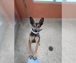 Small Miniature Pinscher