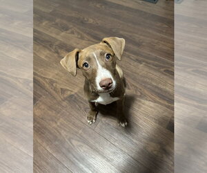 Kiwi - Female Mutt Dog for Adoption - Photo #8