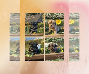 Yorkshire Terrier Litter for sale in PILOT MOUNTAIN, NC, USA