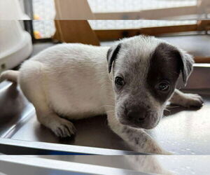 Mutt Dogs for adoption in Minneapolis, MN, USA