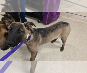 Labrador Retriever-Unknown Mix Dogs for adoption in Riverside, CA, USA