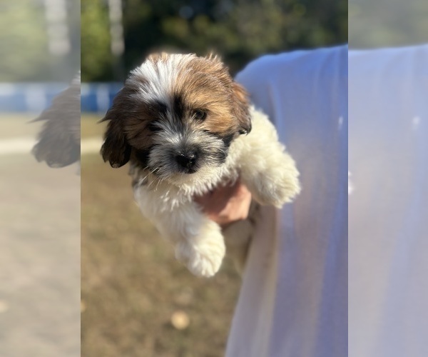 Medium Photo #7 Shorkie Tzu-Yorkshire Terrier Mix Puppy For Sale in CENTRALIA, IL, USA